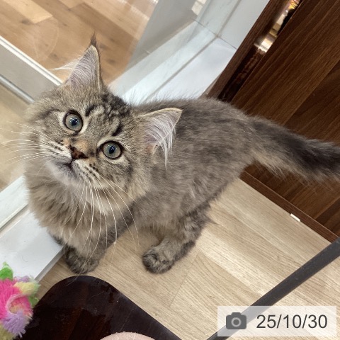 ラガマフィンの写真