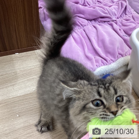 ラガマフィンの写真