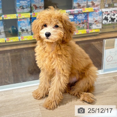 埼玉県のトイプードル(トイ) (ペットプラス 所沢店/2025年8月23日生まれ/男の子/レッド)の子犬の4枚目の画像