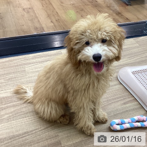 東京都のトイプードル(トイ) (ペッツワン 青梅インター店/2025年8月23日生まれ/男の子/レッド)の子犬の4枚目の画像