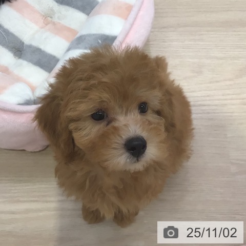 トイ・プードルの写真