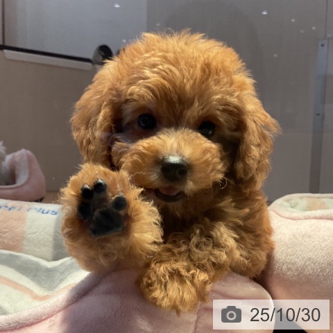 トイ・プードルの写真