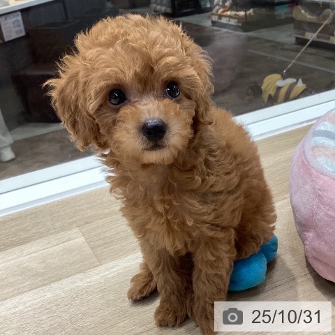 トイ・プードルの写真