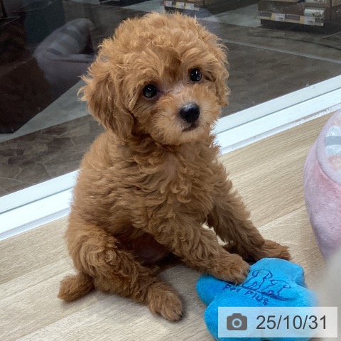 トイ・プードルの写真