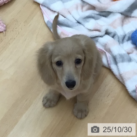 ミニチュア・ダックスフンドの写真