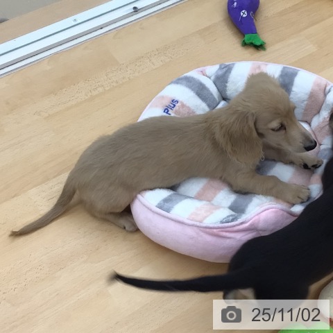 ミニチュア・ダックスフンドの写真