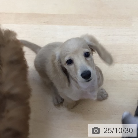 ミニチュア・ダックスフンドの写真