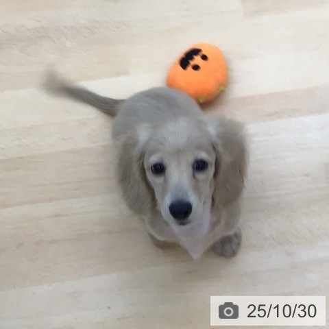 ミニチュア・ダックスフンドの写真