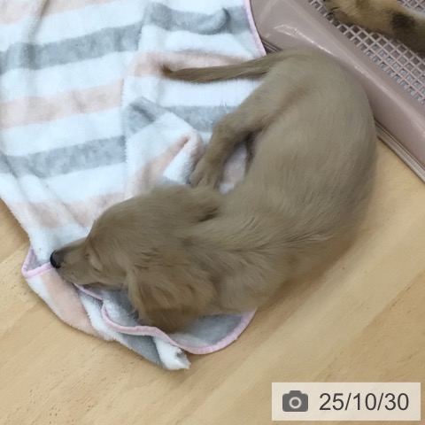 ミニチュア・ダックスフンドの写真