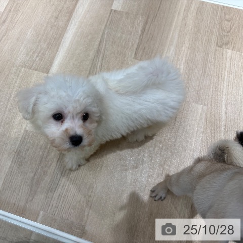 ビション・フリーゼの写真