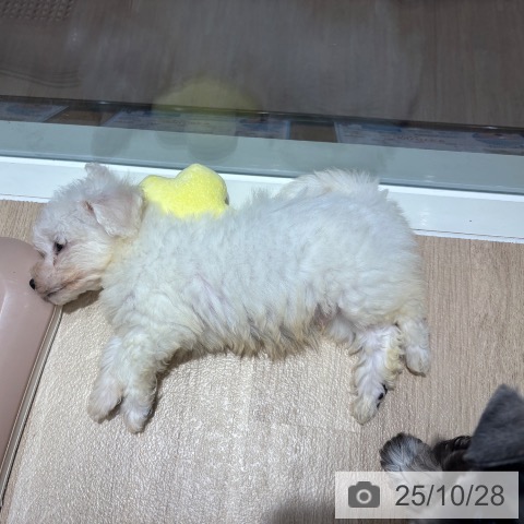 ビション・フリーゼの写真