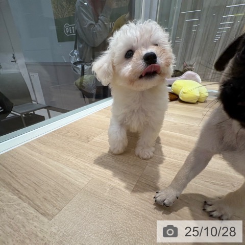 ビション・フリーゼの写真