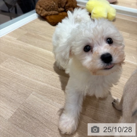 ビション・フリーゼの写真