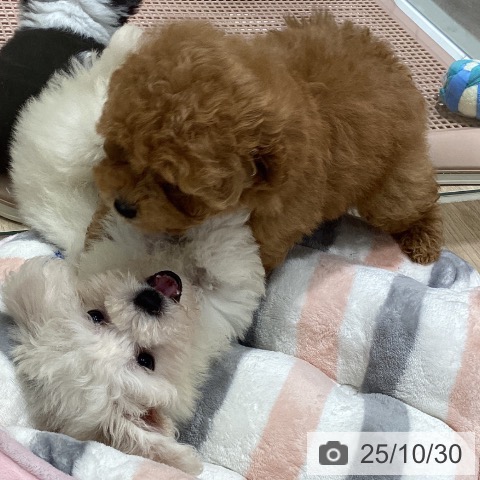 宮城県のビションフリーゼ (ペットプラス 仙台泉大沢店/2025年8月25日生まれ/女の子/ホワイト)の子犬の4枚目の画像