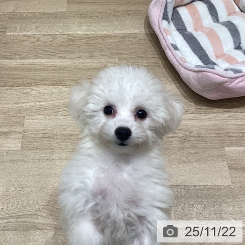 宮城県のビションフリーゼ (ペットプラス 仙台泉大沢店/2025年8月25日生まれ/女の子/ホワイト)の子犬の3枚目の画像