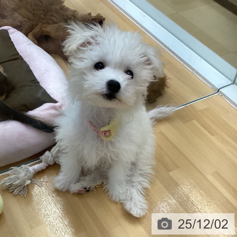 ビション・フリーゼの写真