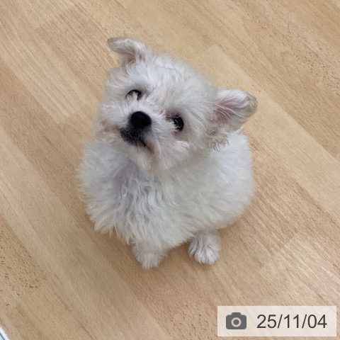 ビション・フリーゼの写真