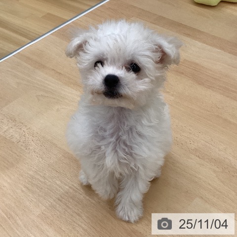 ビション・フリーゼの写真