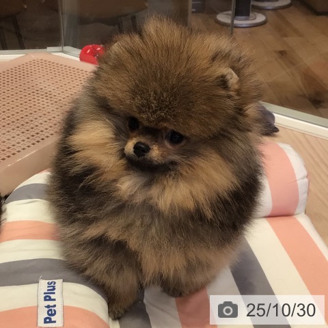 ポメラニアンの写真