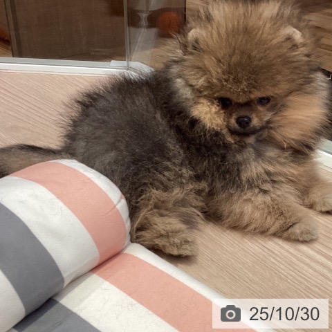 ポメラニアンの写真