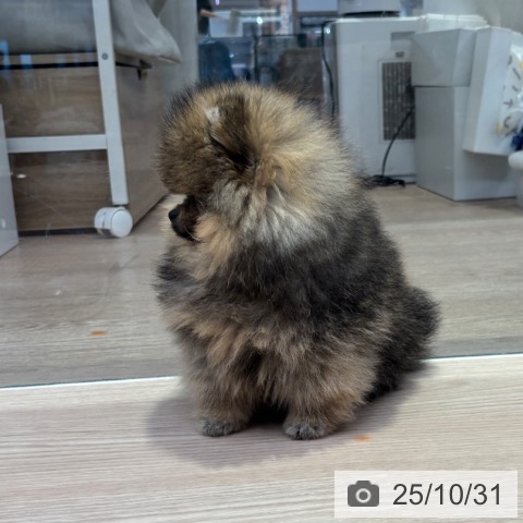 ポメラニアンの写真