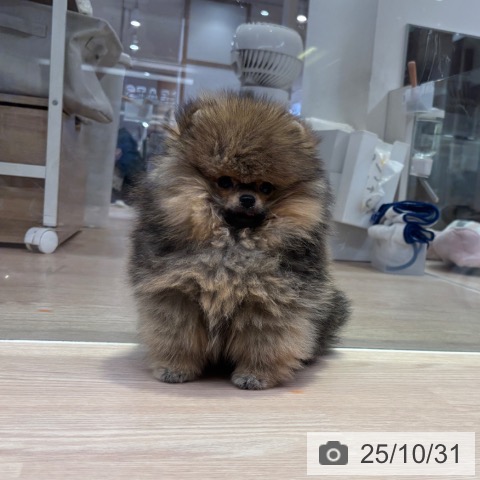ポメラニアンの写真