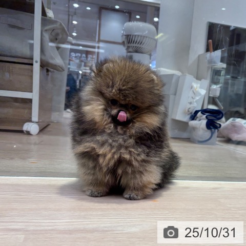 ポメラニアンの写真