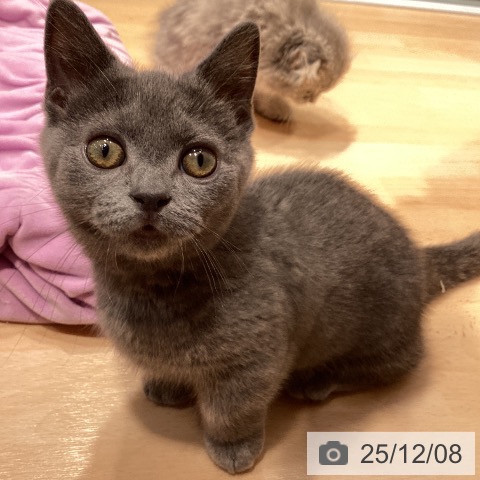 神奈川県のマンチカン (ペットプラス 座間店/2025年8月25日生まれ/女の子/ブルータビー)の子猫の4枚目の画像