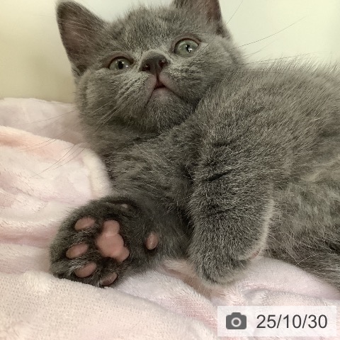 神奈川県のマンチカン (ペットプラス 座間店/2025年8月25日生まれ/女の子/ブルータビー)の子猫の3枚目の画像