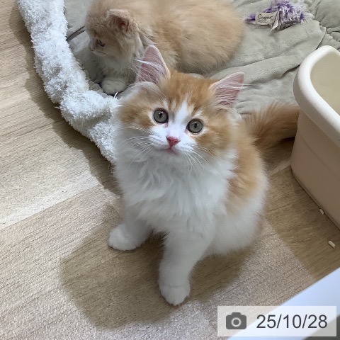 サイベリアンの写真