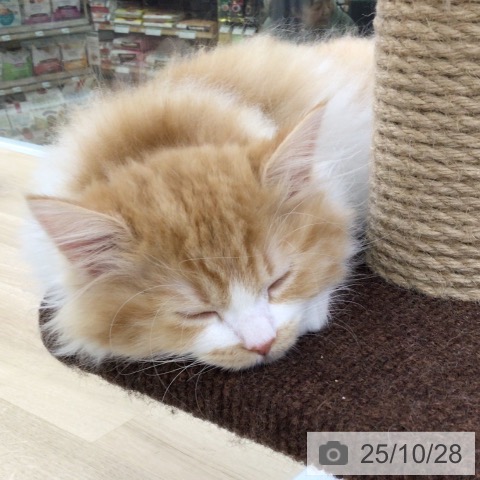 サイベリアンの写真