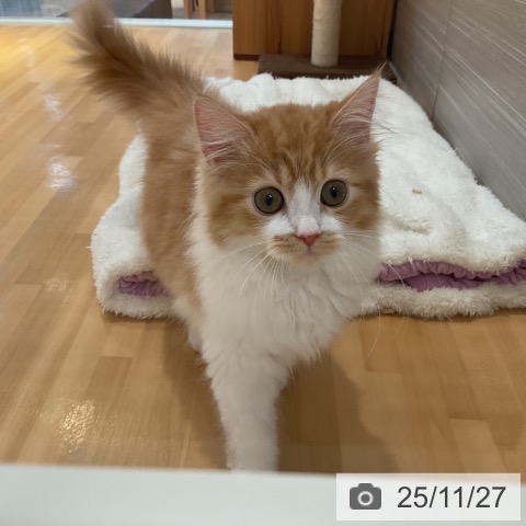 山形県のサイベリアン (ペットプラス 天童店/2025年8月21日生まれ/女の子/レッドタビーホワイト)の子猫の4枚目の画像