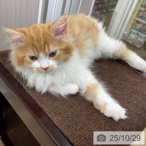 サイベリアンの写真