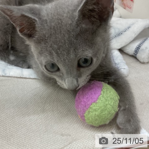 群馬県のロシアンブルー (ペットプラス イオンモール太田店/2025年8月21日生まれ/男の子/ブルー)の子猫の4枚目の画像