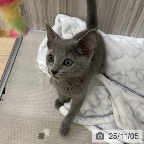 群馬県のロシアンブルー (ペットプラス イオンモール太田店/2025年8月21日生まれ/男の子/ブルー)の子猫の3枚目の画像