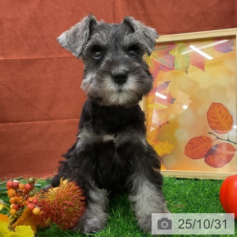 ミニチュア・シュナウザーの写真