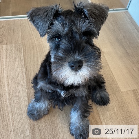 千葉県のミニチュアシュナウザー (ペットプラス コトエ流山おおたかの森店/2025年8月26日生まれ/女の子/ソルトペッパー)の子犬の4枚目の画像