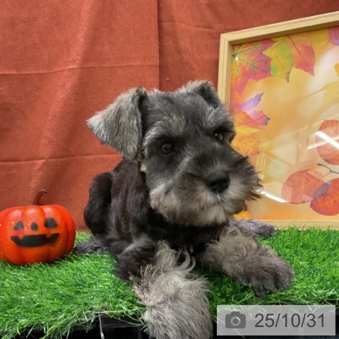 ミニチュア・シュナウザーの写真