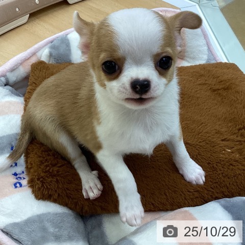 チワワの写真