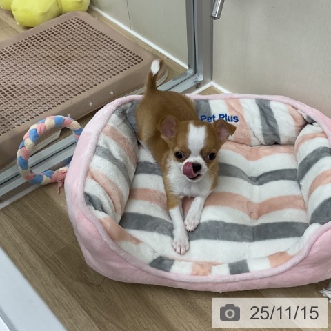 神奈川県のチワワ(ロング) (ペットプラス アミーゴ藤沢店/2025年8月27日生まれ/男の子/フォーンホワイト)の子犬の4枚目の画像