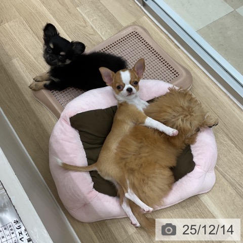 神奈川県のチワワ(ロング) (ペットプラス アミーゴ藤沢店/2025年8月27日生まれ/男の子/フォーンホワイト)の子犬の4枚目の画像