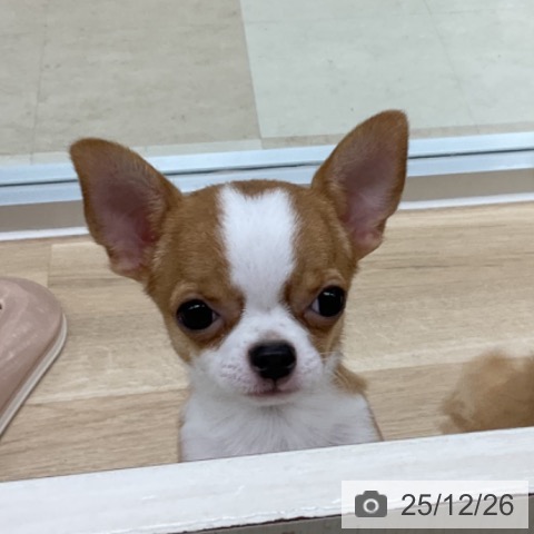 神奈川県のチワワ(ロング) (ペットプラス アミーゴ藤沢店/2025年8月27日生まれ/男の子/フォーンホワイト)の子犬の4枚目の画像