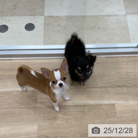 神奈川県のチワワ(ロング) (ペットプラス アミーゴ藤沢店/2025年8月27日生まれ/男の子/フォーンホワイト)の子犬の4枚目の画像