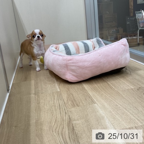 神奈川県のチワワ(ロング) (ペットプラス アミーゴ藤沢店/2025年8月27日生まれ/男の子/フォーンホワイト)の子犬の3枚目の画像