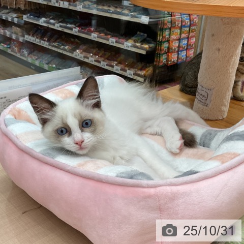 ラグドールの写真