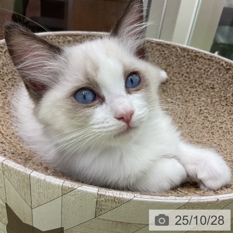 ラグドールの写真