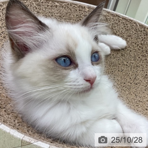 ラグドールの写真