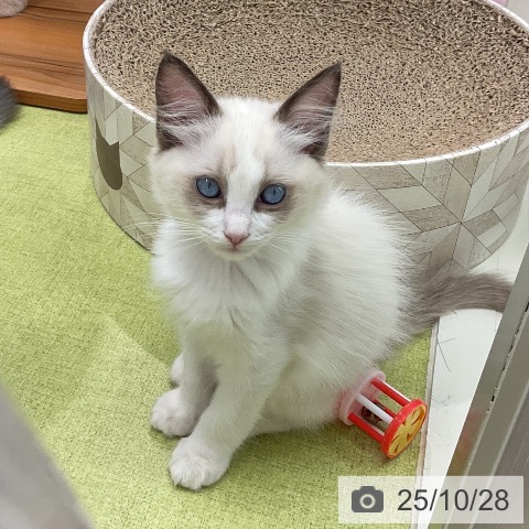 ラグドールの写真