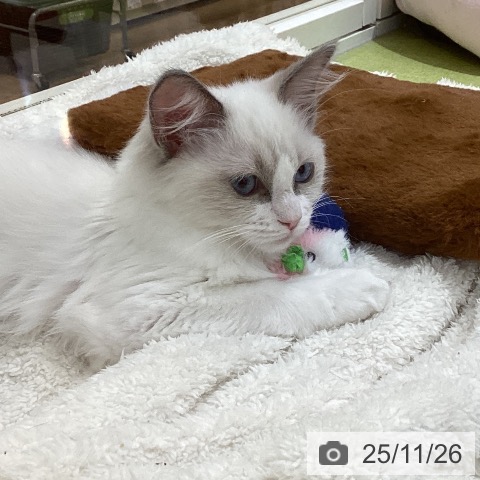 埼玉県のラグドール (ペットプラス 羽生店/2025年8月11日生まれ/女の子/ブルーポイントバイカラー)の子猫の4枚目の画像