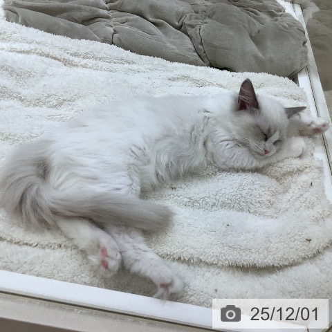 埼玉県のラグドール (ペットプラス 羽生店/2025年8月11日生まれ/女の子/ブルーポイントバイカラー)の子猫の3枚目の画像